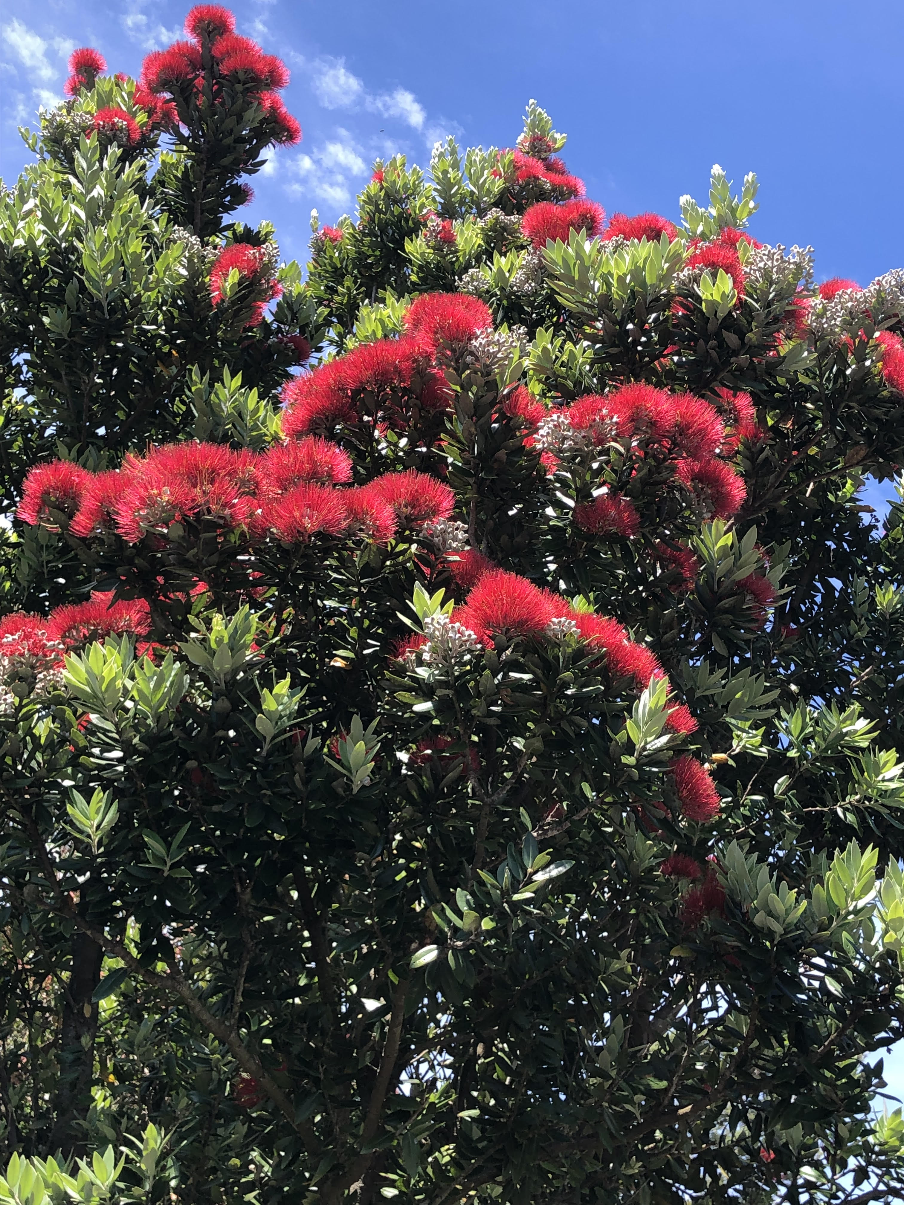 Pohutukawa 